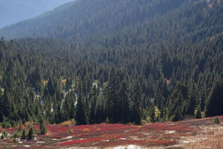 A conifer-forested mountain slope above a subalpine meadow of red autumn huckleberry.